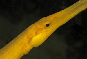 04-pesce flauto (Mabul-Borneo malese)