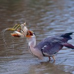 12d Marino Gasperoni - Rituali in natura _r